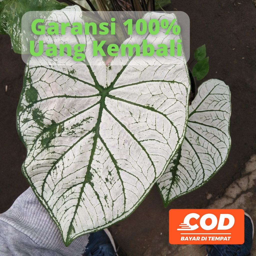 BISA COD Keladi Putih Caladium Tisu White Christmast - Tanaman Hias Daun Pohon Bunga Hidup Murah Merah Pink Putih Kuning Hitam Hijau Import Lokal Thailand Hybrid Umbi Bibit Anakan Wayang Tengkorak Amazon