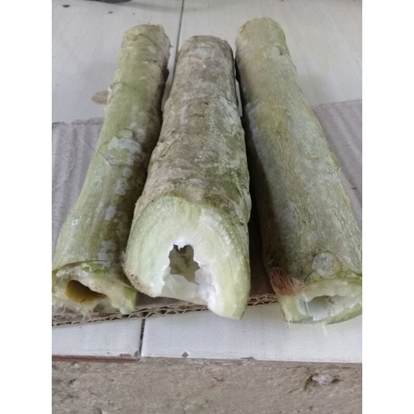 

JUAL POHON PEPAYA SEGAR 1KG