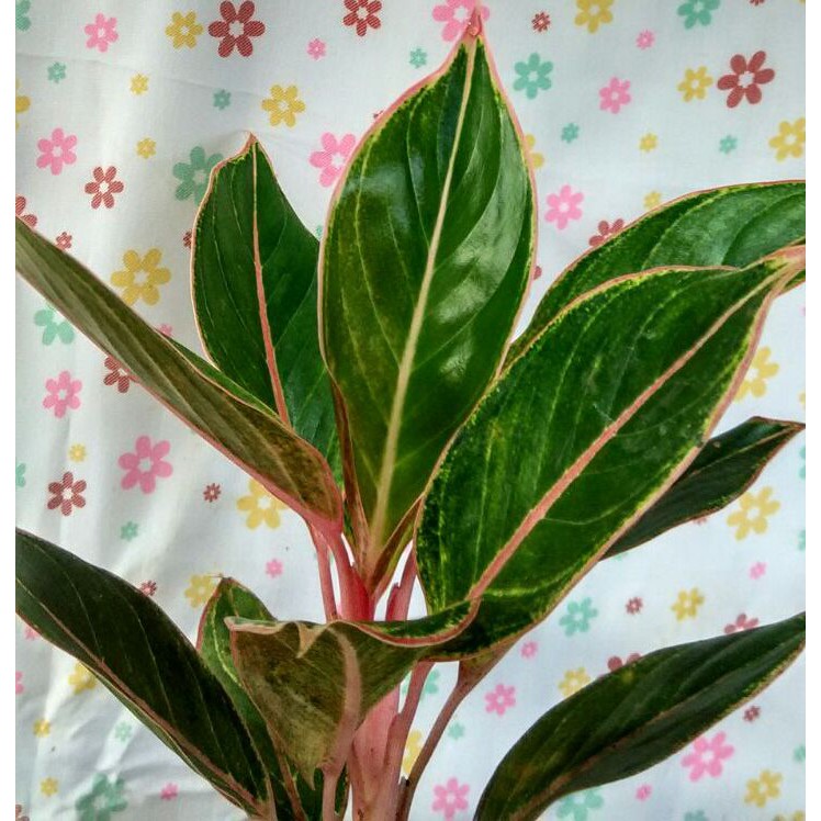 Aglonema Lipstik Manilompek