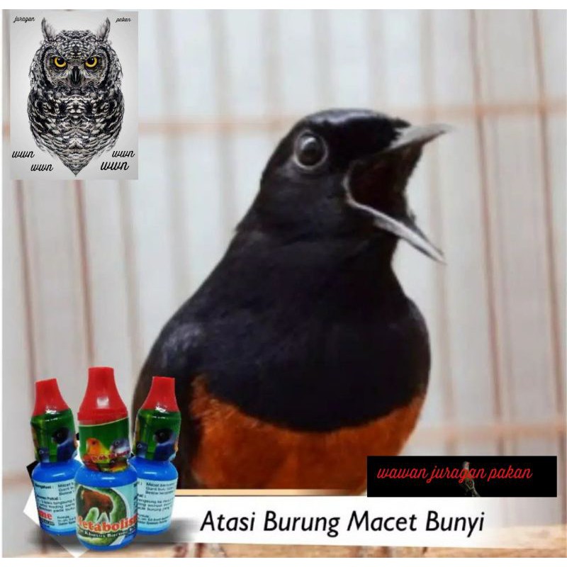 METABOLISME obat burung, obat burung macet