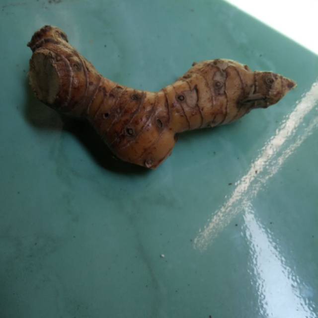 

Laos emprit laos gajah bumbu sayuran 1000g