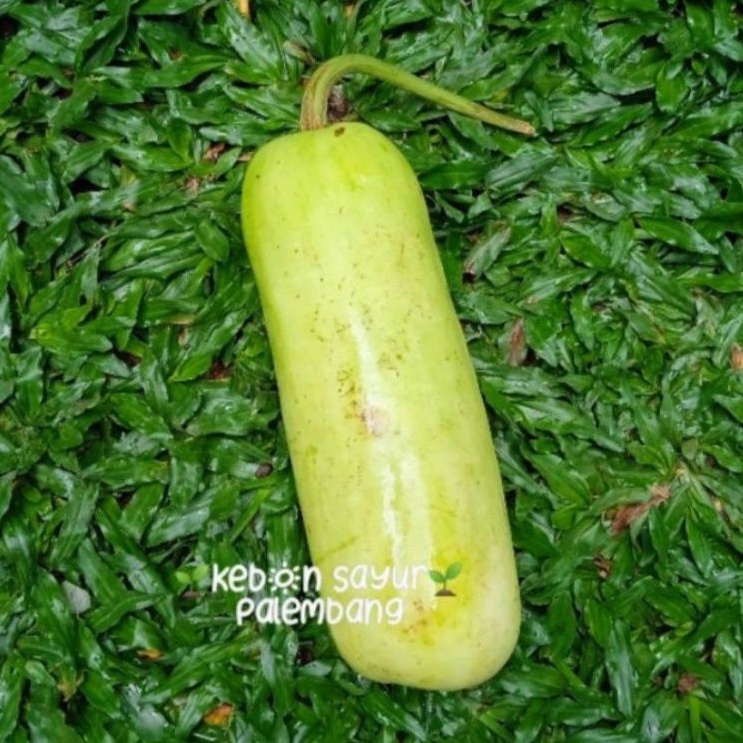

kebun sayur labu air 1 pcs