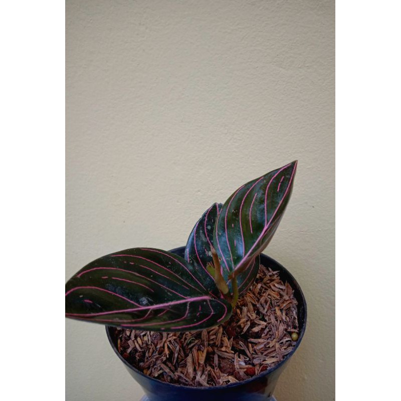 AGLAONEMA ROTUNDUM ACEH