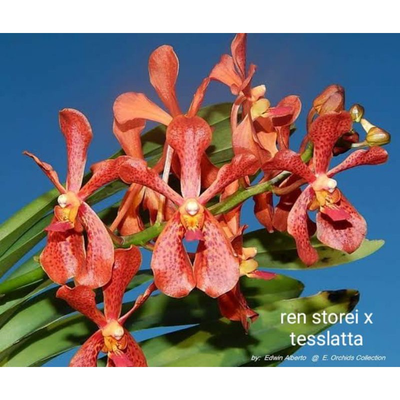 Tanaman hias Anggrek Vanda Rein Storei x Tesalata Dewasa, Spike dan Knop