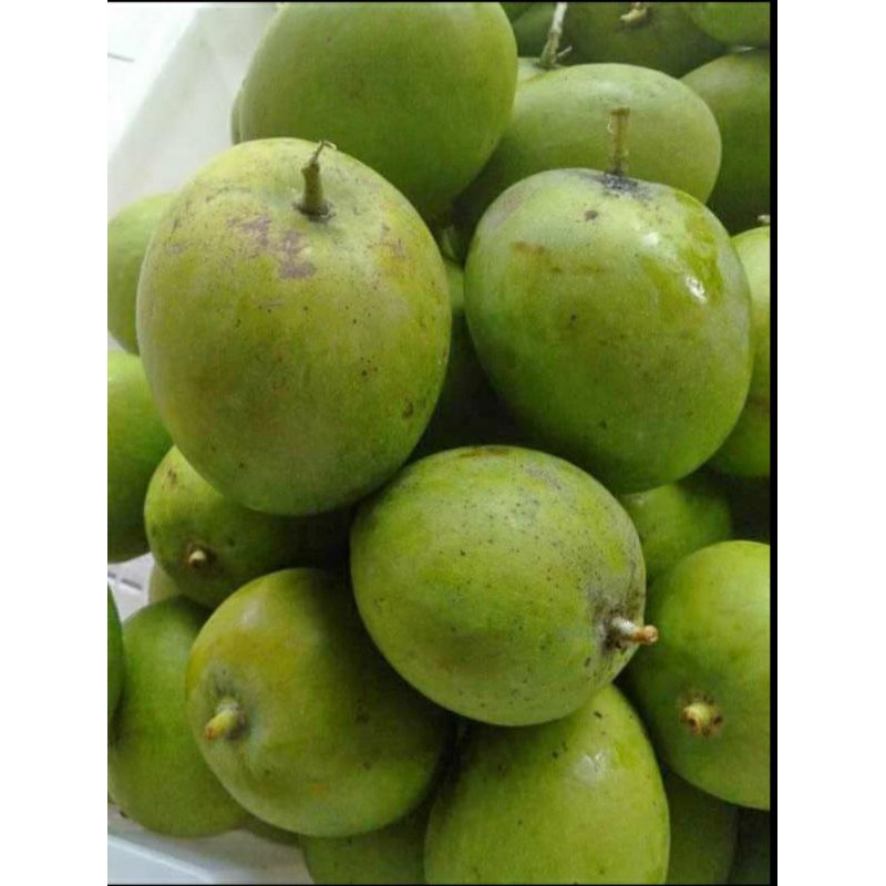

Mangga Apel atau Telur (Mardi) situbondo 1kg