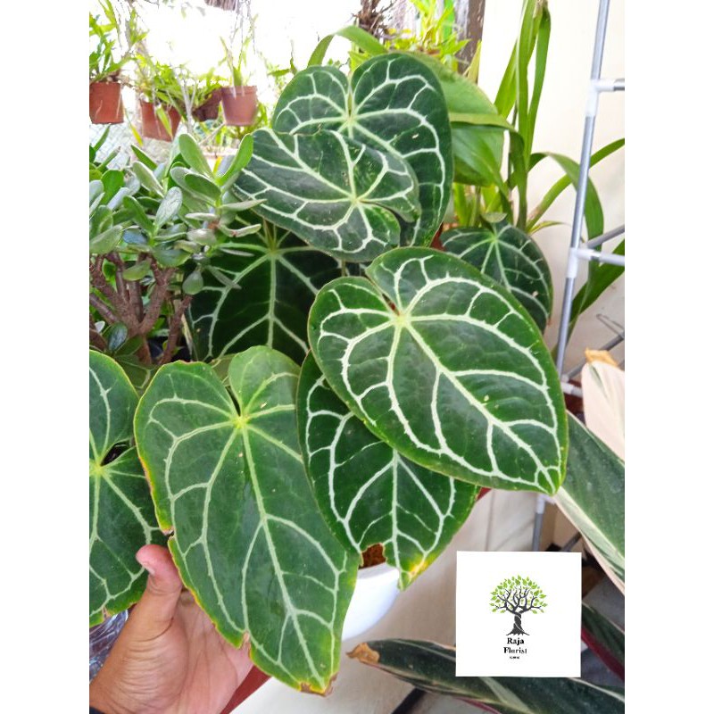 

Anthurium kuping gajah lokal