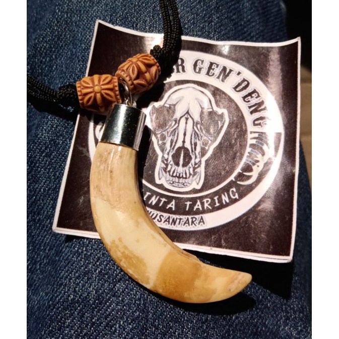 Kalung etnik taring babi betina asli 100%