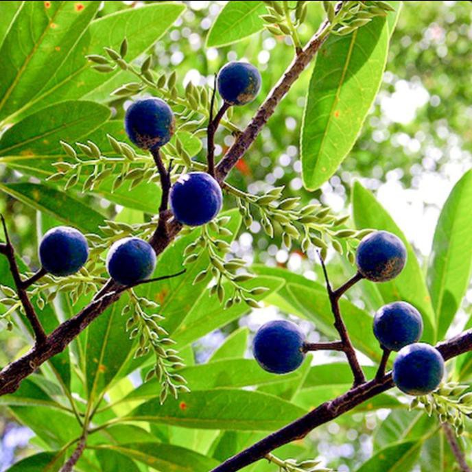 500 Gr Biji Benih Tanaman Pohon Jenitri Siap Semai Obr