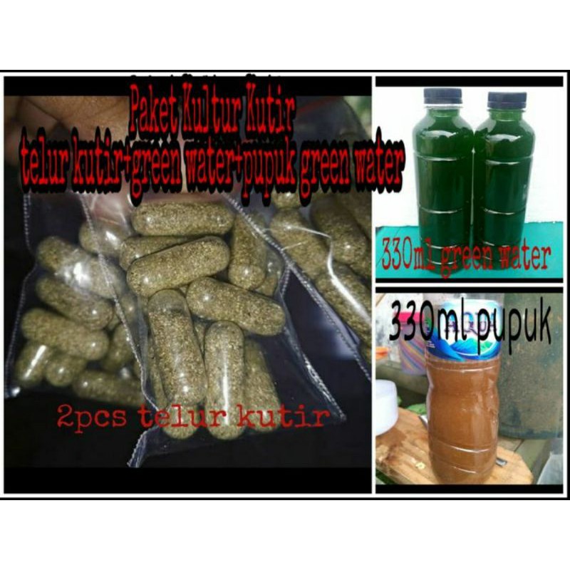 Paket Kultur Kutu Air Moina