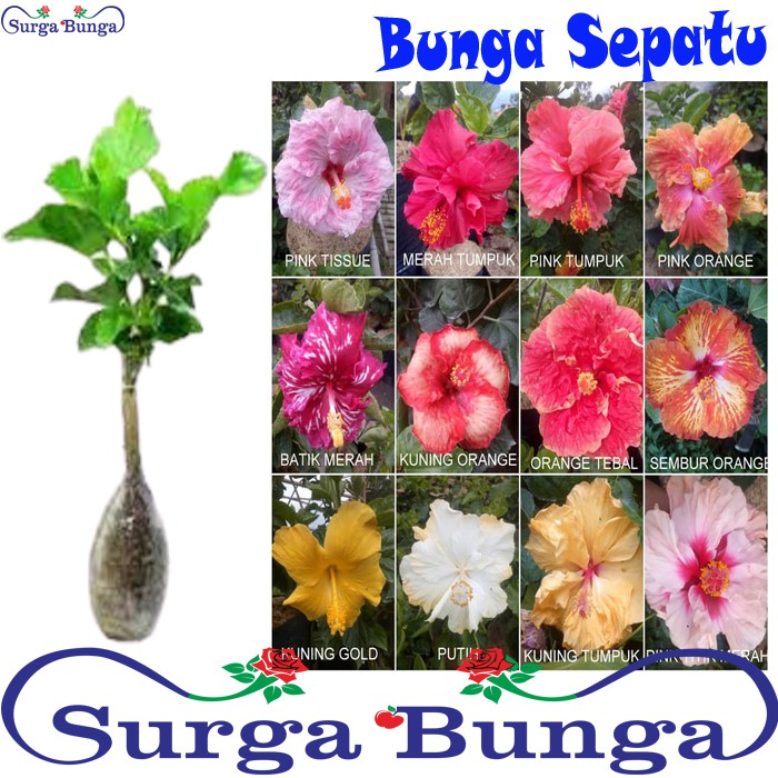 tanaman Hibiscus bunga Sepatu tumpuk BERGARANSI