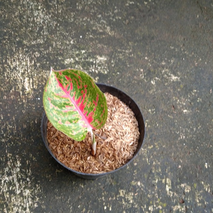 tanaman hias aglonema big papa (anakan)