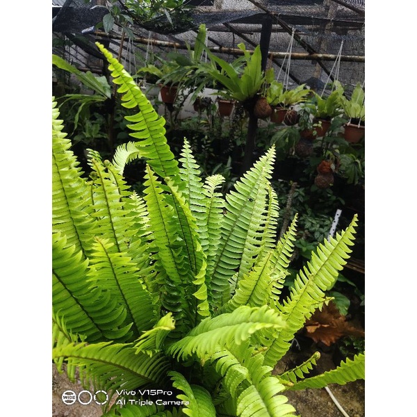 Pakis Boston Tanaman Hias Pakis Boston