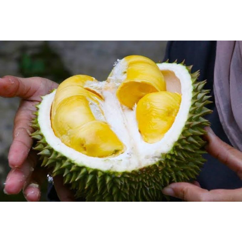 Bibit durian simas termanis