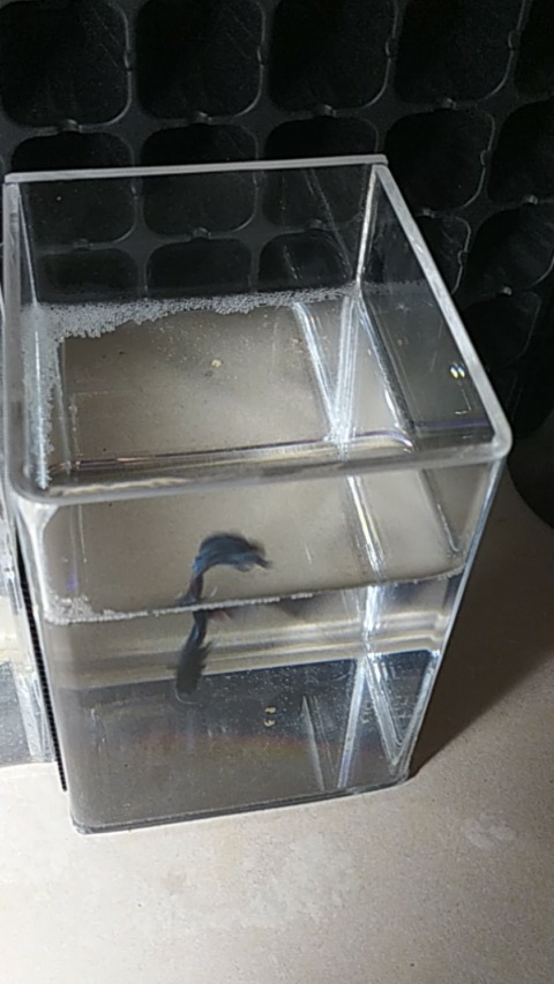 Aquarium Acrylik / Soliter Ikan Cupang, Betta Fish Akrilik, Aquarium Mini.