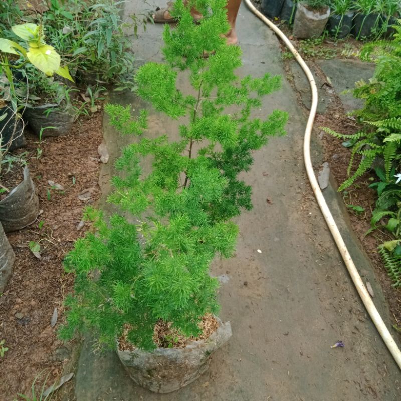tanaman asparagus macowani/ Cemara bintang