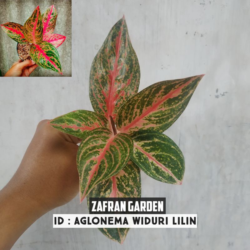 Aglonema Baby Widuri Lilin