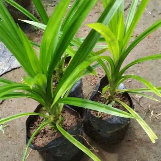 pohon pandan wangi - bibit pohon herbal pandan wangi