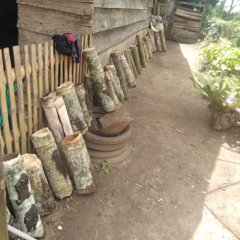 

lanceng jenis clepiaris bibit madu super murah