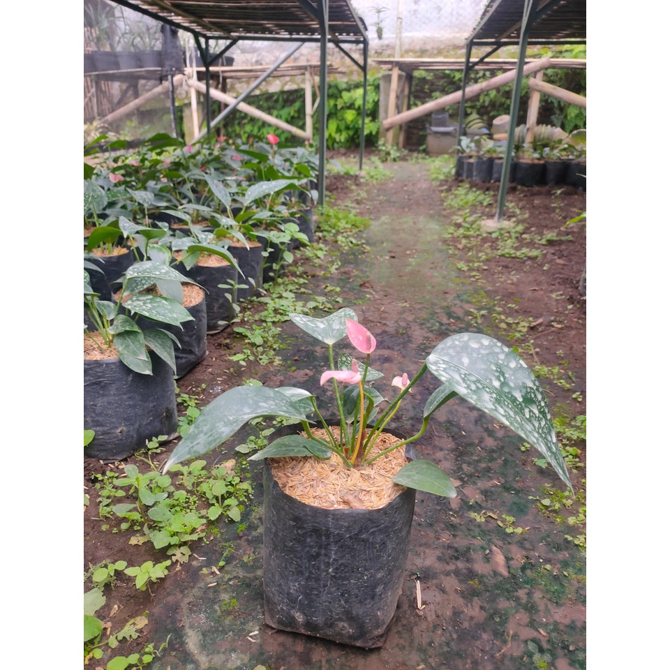 Bibit Tanaman Hias Anthurium Mini  Bisa Pilih Warna Ukuran Dewasa Rimbun Sudah Berbunga