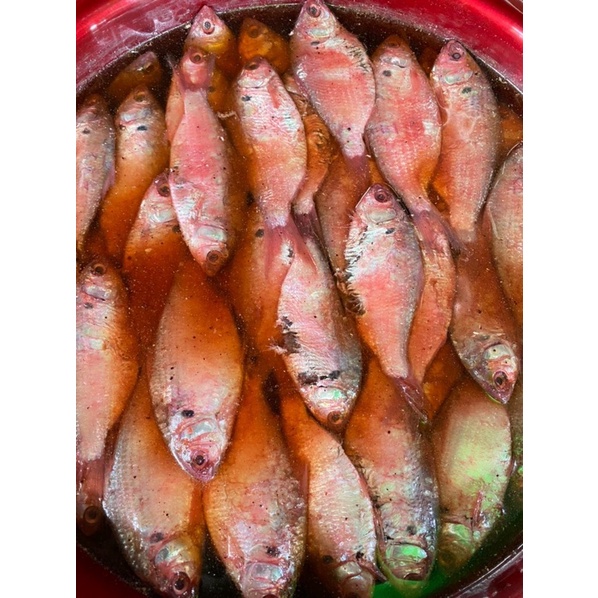 

Bong Ng Koi / Pdk Ikan Kuning 500gr