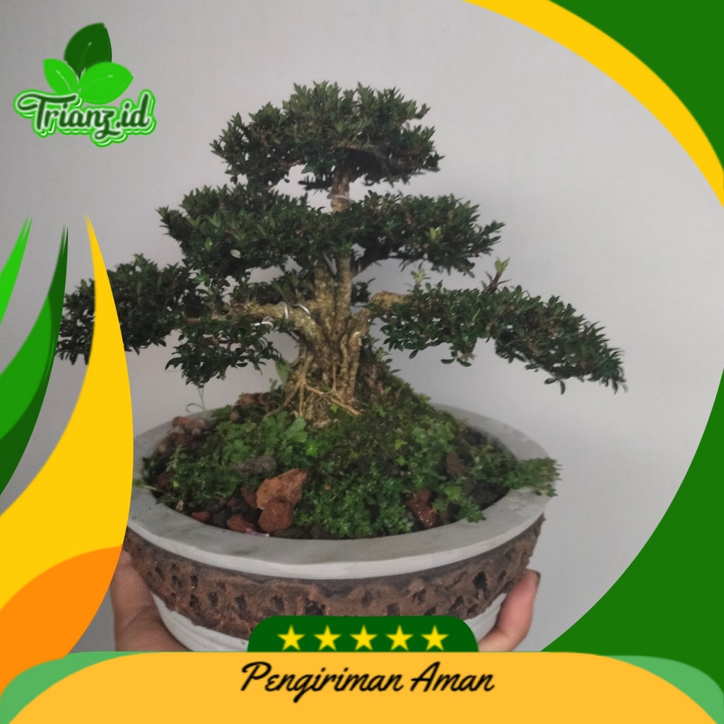 Bonsai seribu bintang (sudah jadi bonsai )