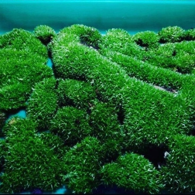 STARMOS BINTANG MOS DARAT PALUDARIUM