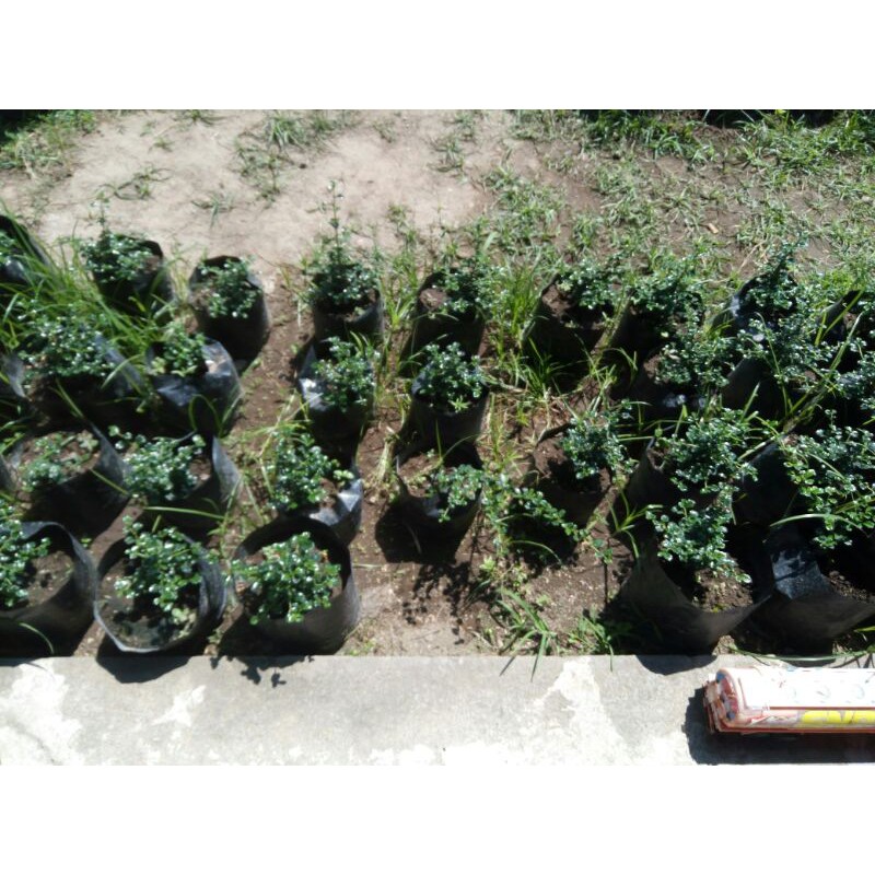 bahan bonsai hokiantea mikro hokiantea micro Carmona microphilla tinggi 18cm bahan bosai