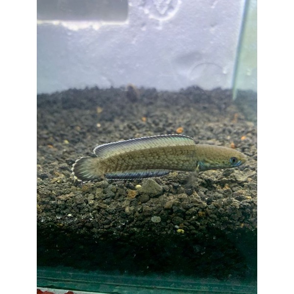 ikan hias chana andrao 7cm