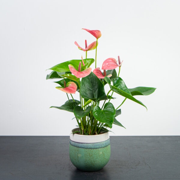 Anthurium pink