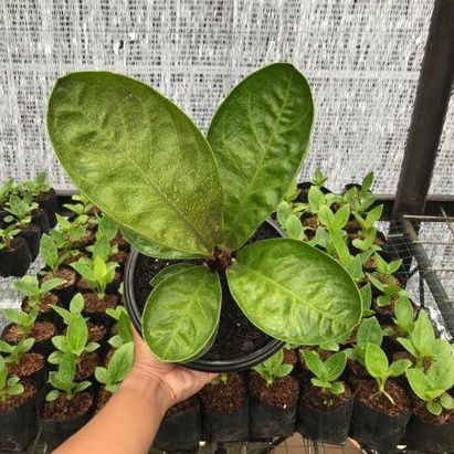 anakan Jemani Mangkok Oval Daun Tebal