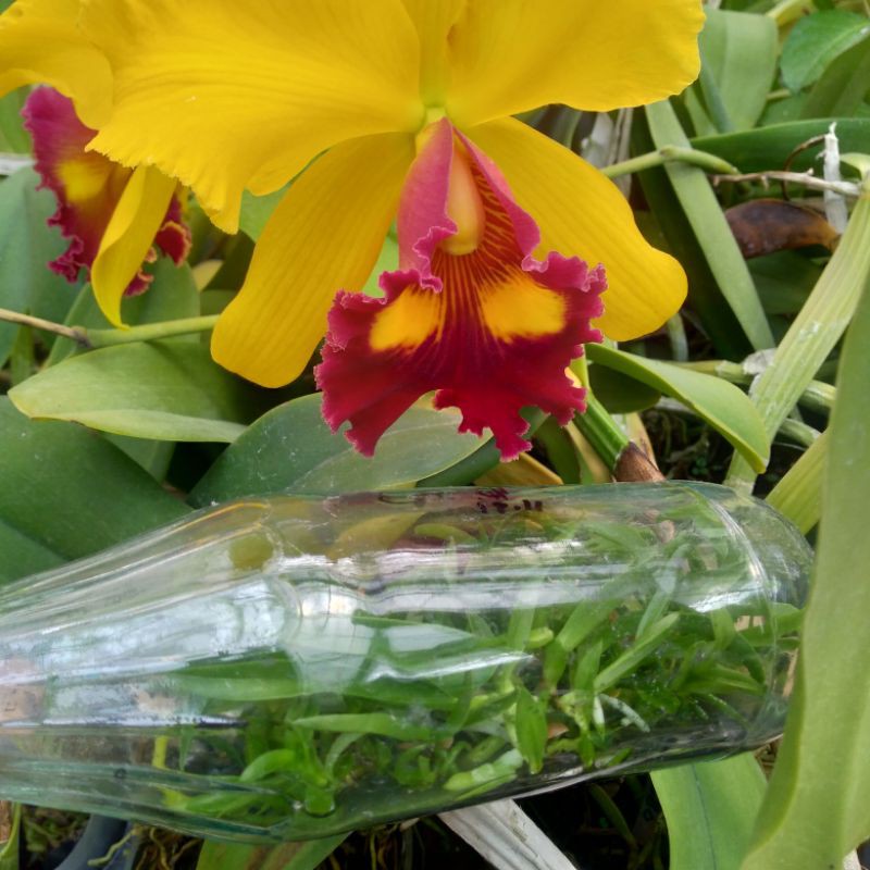bibit botol anggrek cattleya