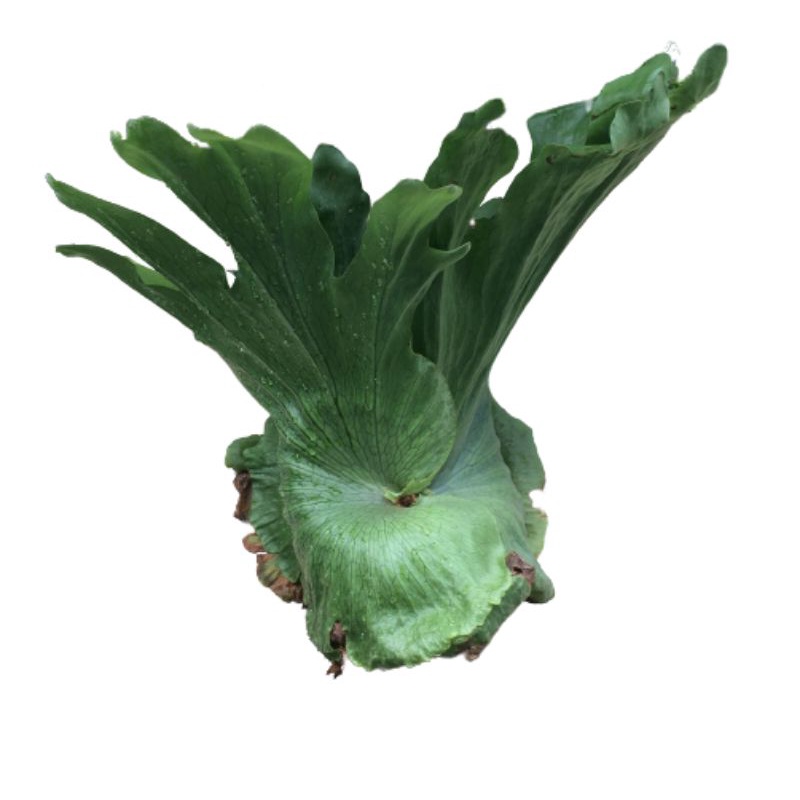 Platycerium hilli baby