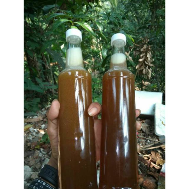 

Madu odeng asli hasil hutan