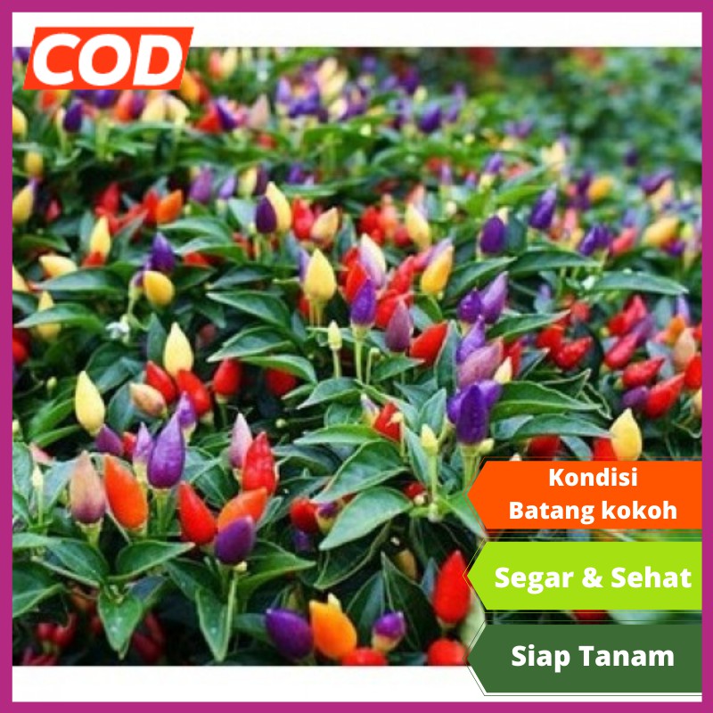 Tanaman Hias Cabe Pelangi Hidup Bibit Hidup Pot Polybag Asli Murah Viral
