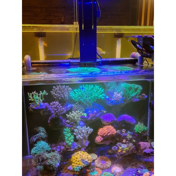 lampu aquarium laut custom
