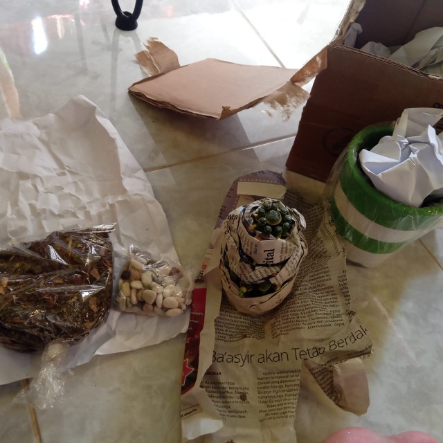 Bambu Hoki / Lucky Bamboo / Bambu Rejeki / Bambu Cina/ Bambu Mini