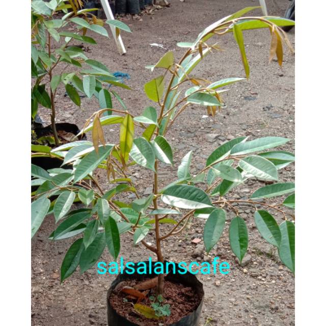 Bibit pohon durian/duren Musang King
