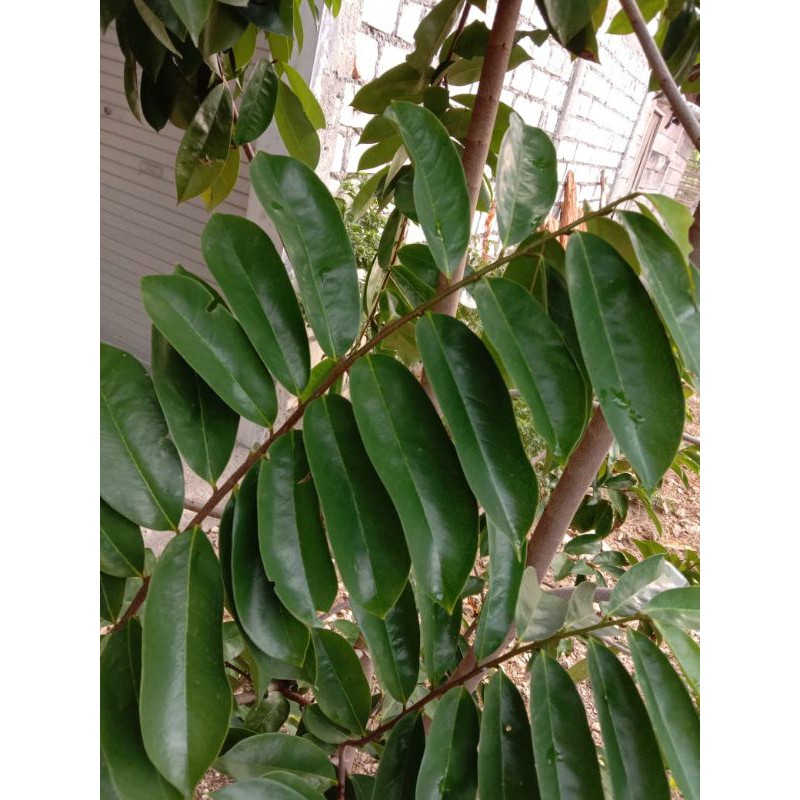 

Daun sirsak segar