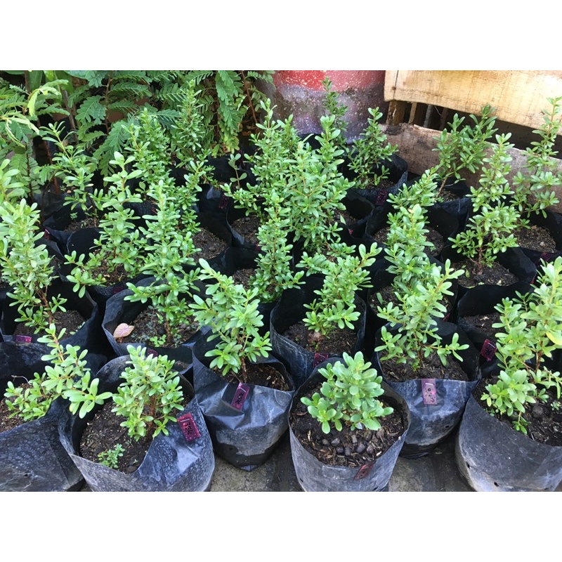 Bibit Santigi Mawar Micro Semai Biji / Bonsai Santigi