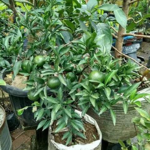 Bibit Tanaman Buah Jeruk Santang Madu Berbuah Asli
