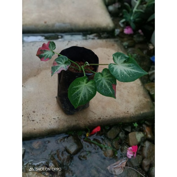 keladi shycool (keladi cat tumpah), shi kol, tumpah cat, bunga keladi, tanaman hias, keladi hias, ke