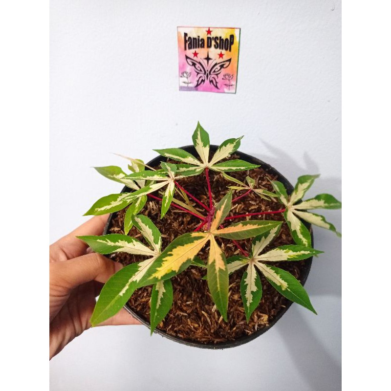 TANAMAN HIAS DAUN SINGKONG VARIGATA