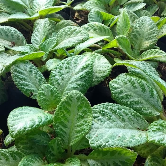 Tanaman Hias Gantun Episcia Cupreata Hijau Silver Beludru