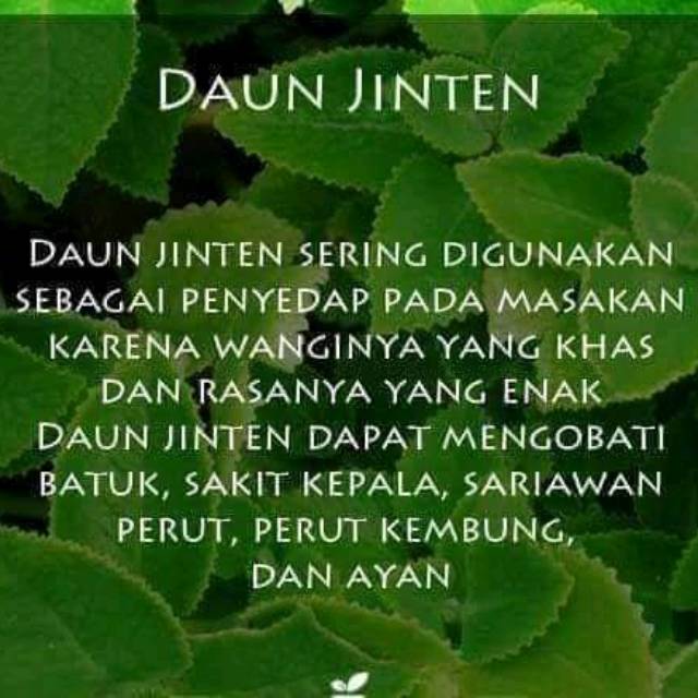 

Bibit jinten hitam herbal