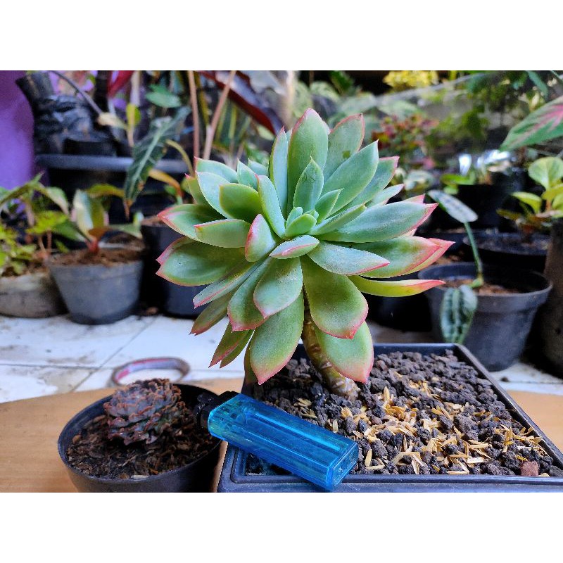 SUCCULENT SIZE BESAR JUMBO BONSAI LEMON CRISTATA / SUKULEN UKURAN BESAR REALPICT