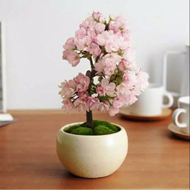 5 butir biji bonsai sakura cherry blosom jepang