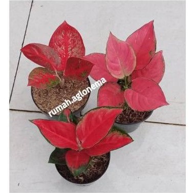 aglonema red stardust, pink anjamani, suksom jaipong
