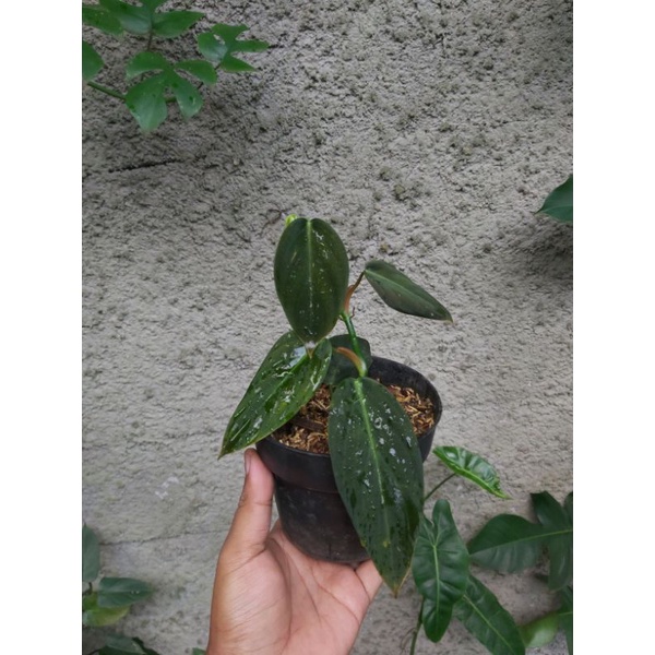 Tanaman Philodendron Gigas