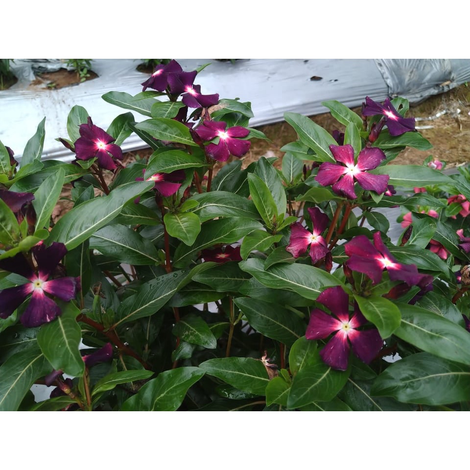 Benih Bibit Biji - Bunga Vinca Sultan Ningrum Auriola Rare Jenis Langka Flower Seeds - FRESH SEEDS