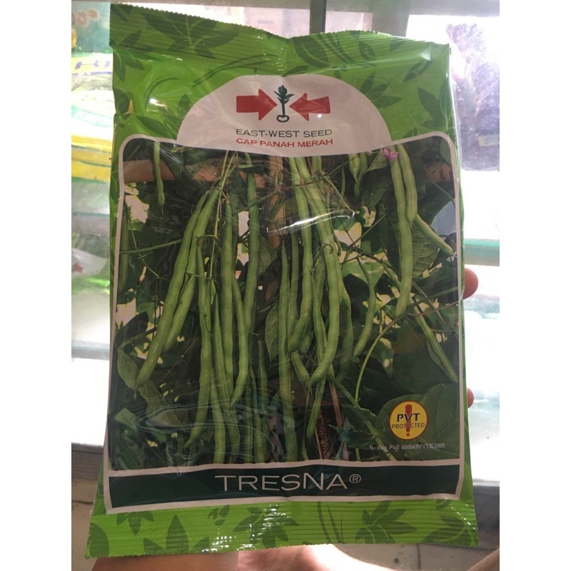 Benih buncis Panah merah tresna